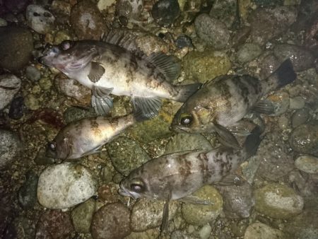 フロートリグでのメバリング